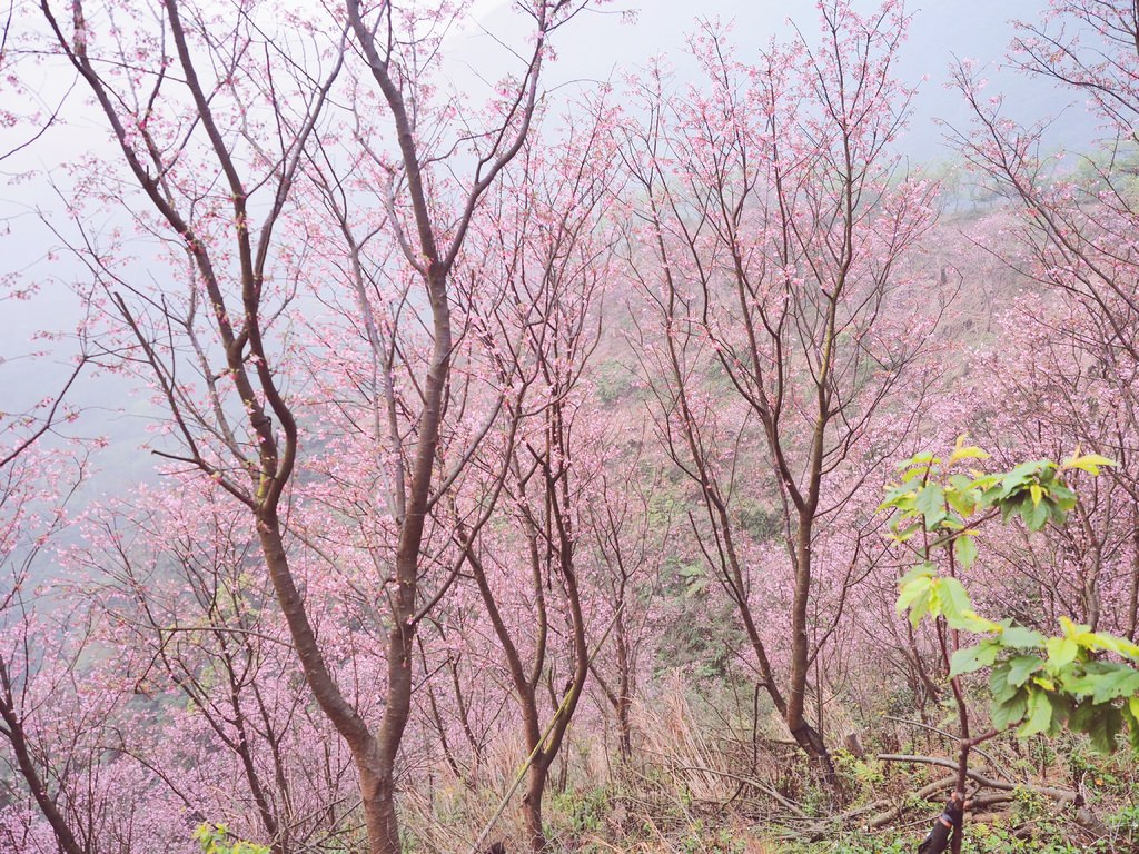 三峽熊空櫻花林31.jpg